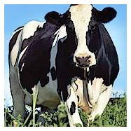 Mucca pazza Mucca pazza