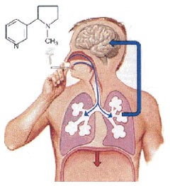 metabolizzazione della nicotina