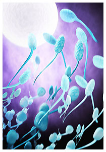 Ovulazione, fertilità e spermatozoi Ovulazione, fertilità e spermatozoi