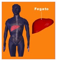 Malattie legate al fegato Malattie legate al fegato