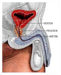Prevenzione e prostata