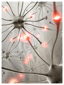 Rigenerazione delle cellule nervose danneggiate Rigenerazione delle cellule nervose danneggiate