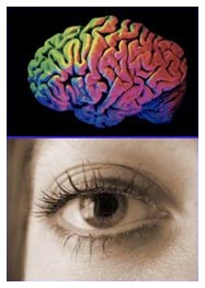 Cervello e ambliopia