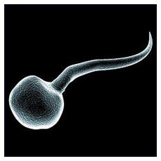 Fecondazione assistita: ringiovanire gli spermatozoi