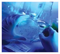 Staminali per generare numerosi organi Staminali per generare numerosi organi