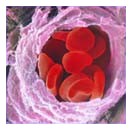 Cellule del sangue dalle staminali