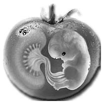 pomodoro geneticamente modificato