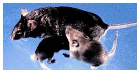 vaccino degli animali vaccino degli animali