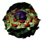 Trapianti - cellule anti-rigetto Trapianti - cellule anti-rigetto