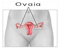 Trapianto di ovaia
