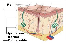 Trapianti di pelle Trapianti di pelle