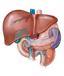 Tumore al fegato e cirrosi epatica