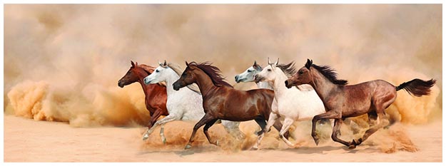 Sognare Cavallo/Cavalli Sognare Cavallo/Cavalli