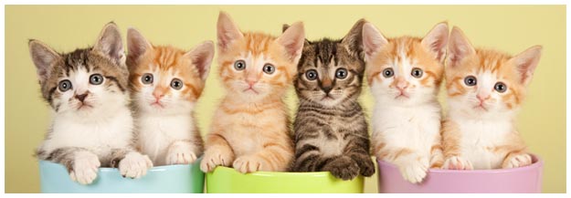 Sognare un gatto o dei gatti Sognare un gatto o dei gatti