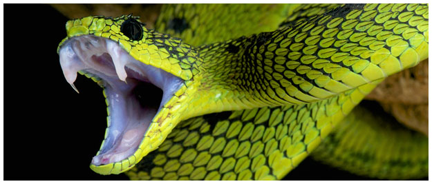 Sognare serpenti Sognare serpenti