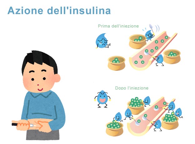Funzione dell'insulina