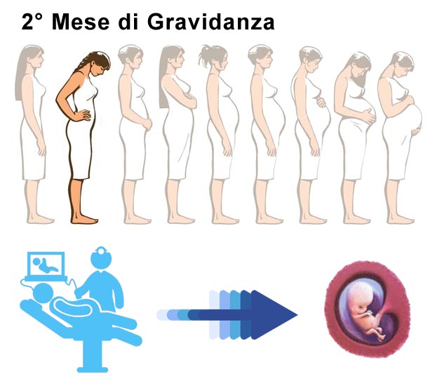 Secondo mese di gravidanza: dimensione pancia e bambino Pancia 2° mese di gravidanza