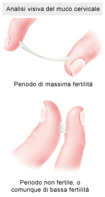 Periodo fertile e muco cervicale