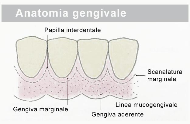 Anatomia per capire la recessione gengivale Anatomia gengivale
