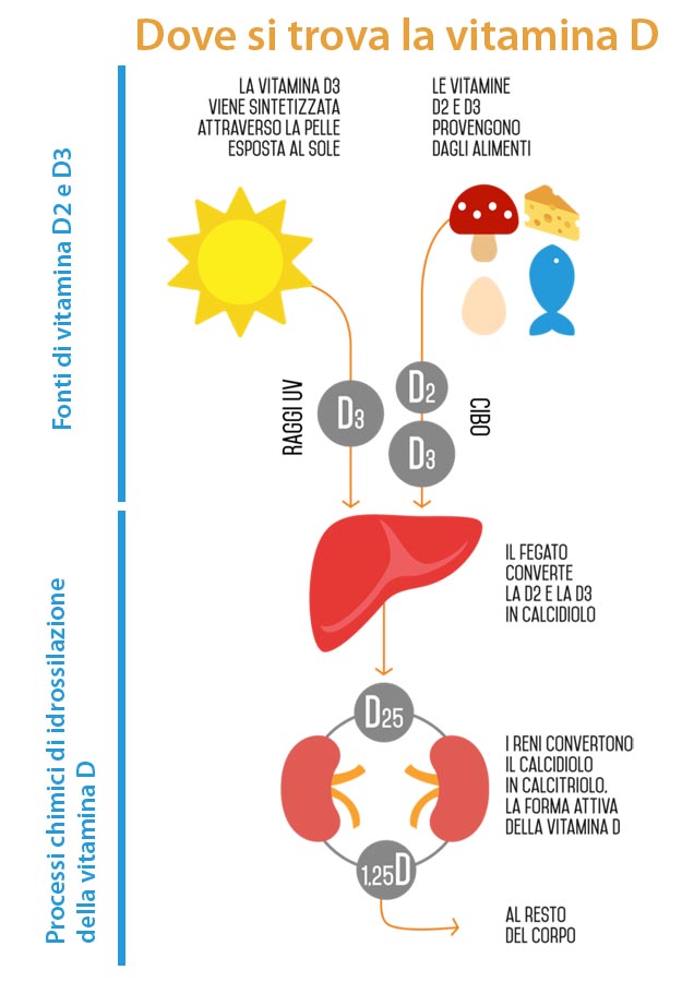 Fonti di vitamina D2 e D3 Dove si trova la vitamina D